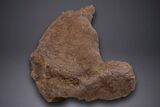 Partial Hadrosaur (Edmontosaurus) Leg Bone - Wyoming #313991-4